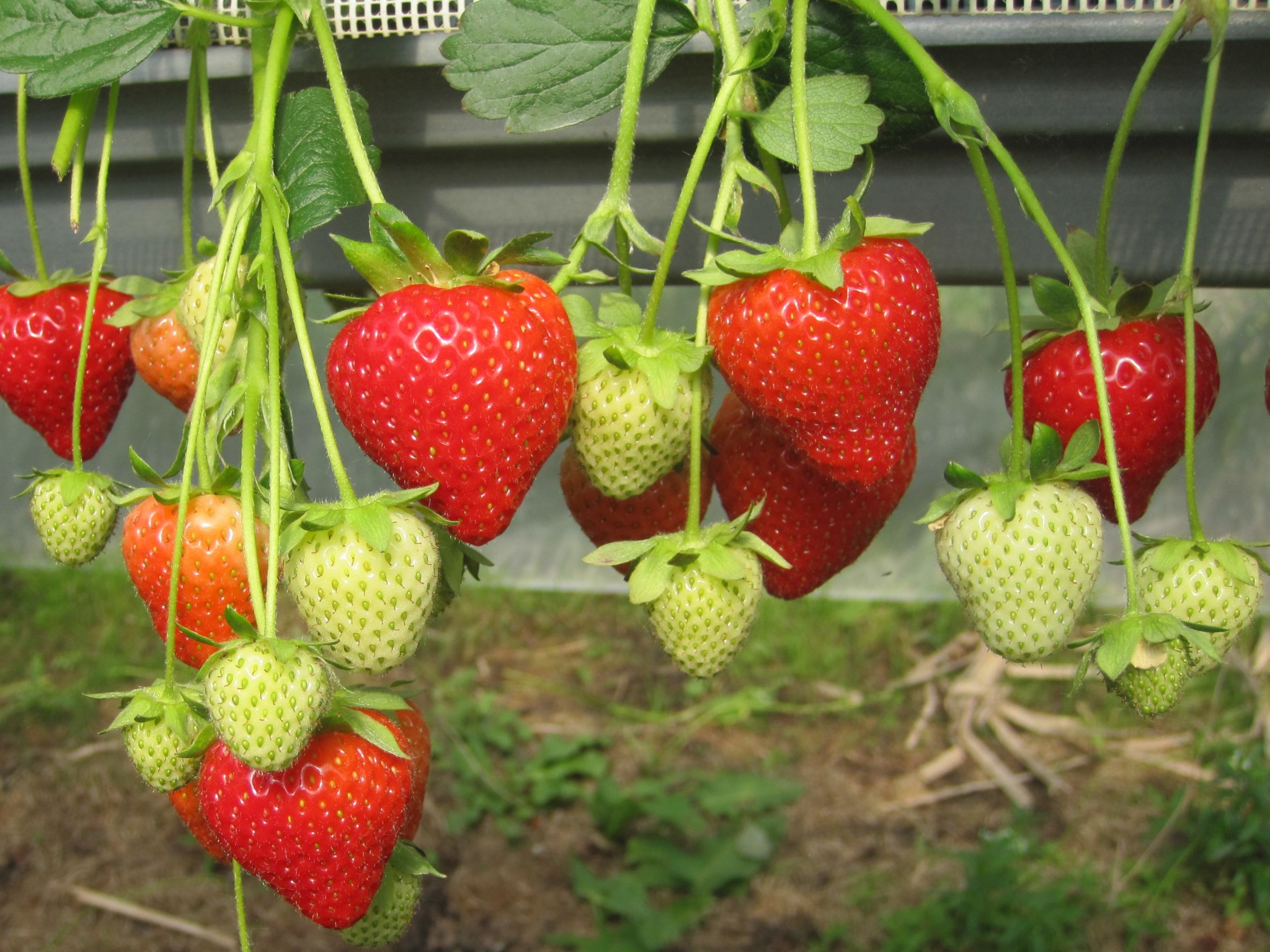 strawberry-plants-over-winter-ensuring-a-healthy-harvest-next-season